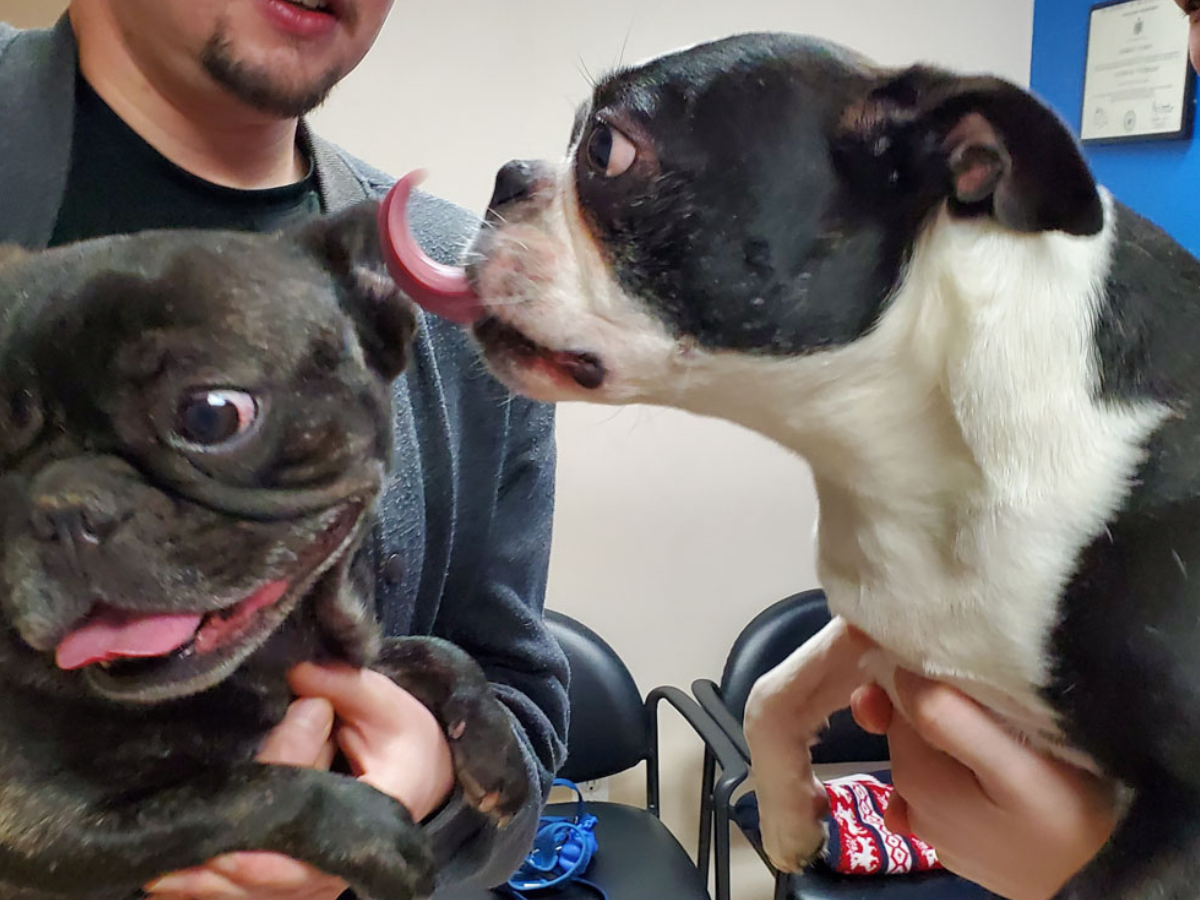 two happy dogs after visiting the veterinarian in Hopewell Junction, NY