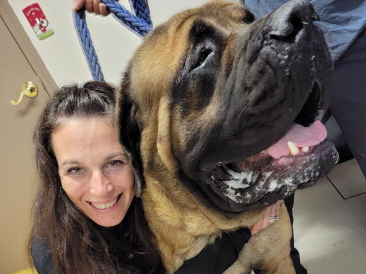 veterinarian with large dog in Hopewell Junction, NY