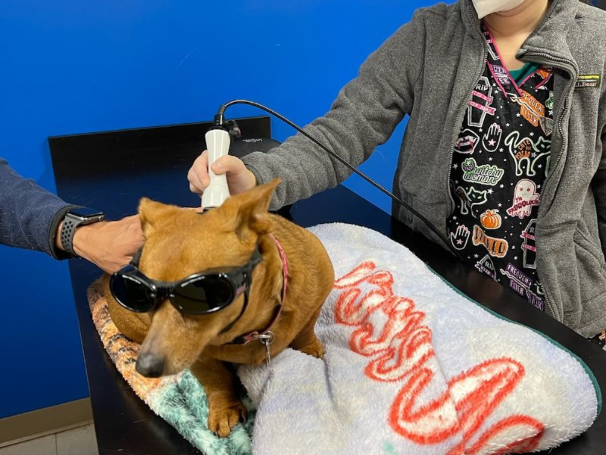 dog with goggles during treatment at animal hospital in Hopewell Junction, NY